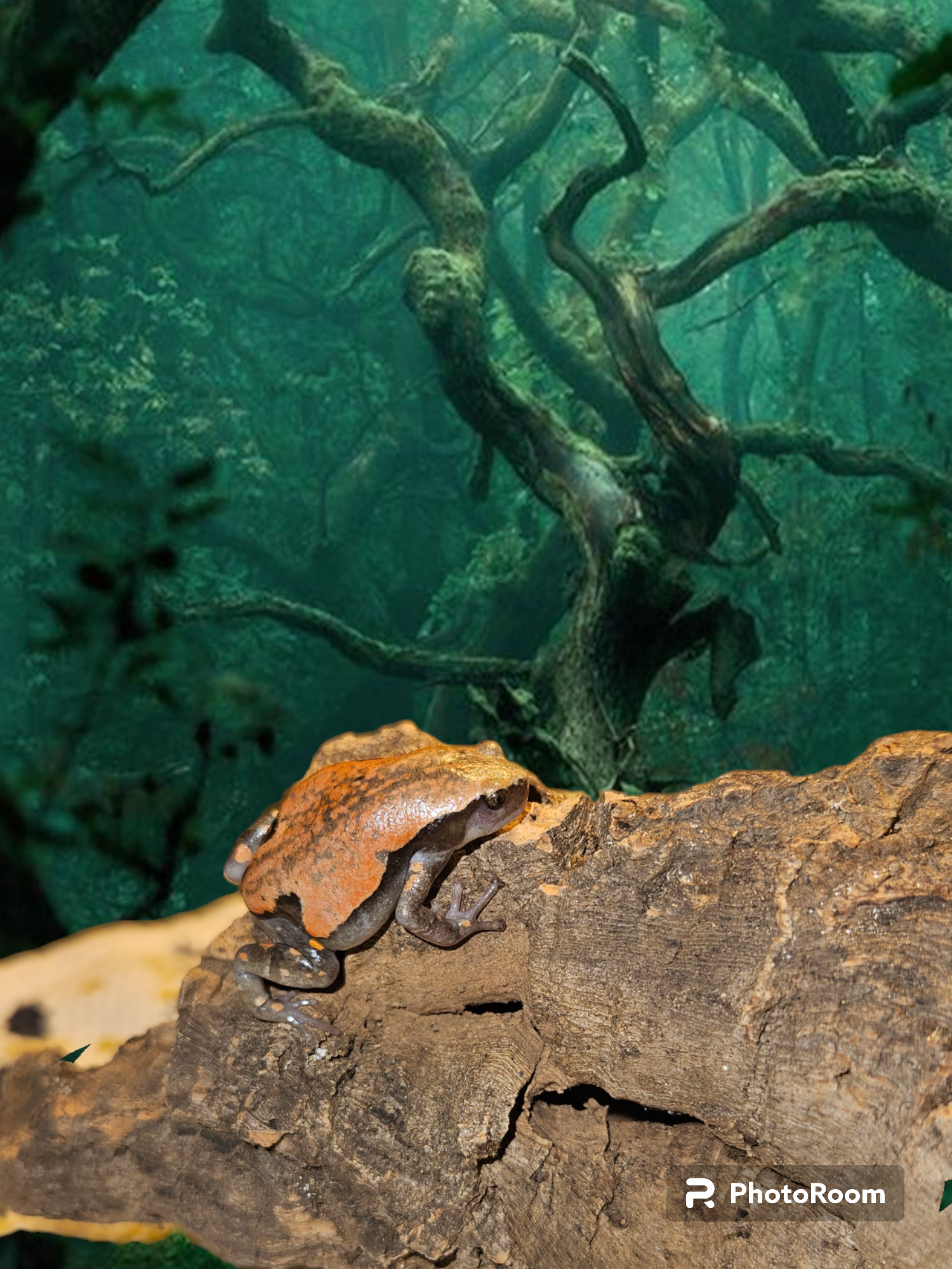 Red and Black Walking Frog | CRAZY FROG LADY L.L.C.
