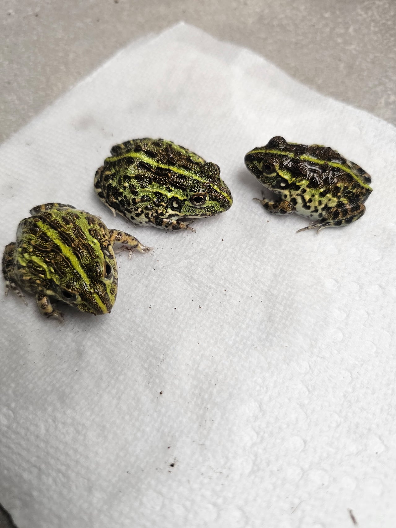 All FROGS | CRAZY FROG LADY L.L.C.