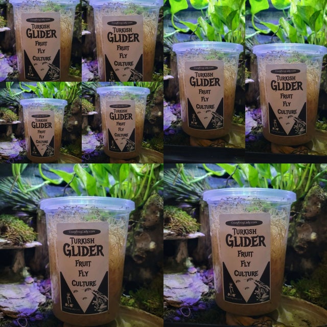 Wingless Drosophila Melanogaster Fruit Fly Culture | Alchemy Reptiles