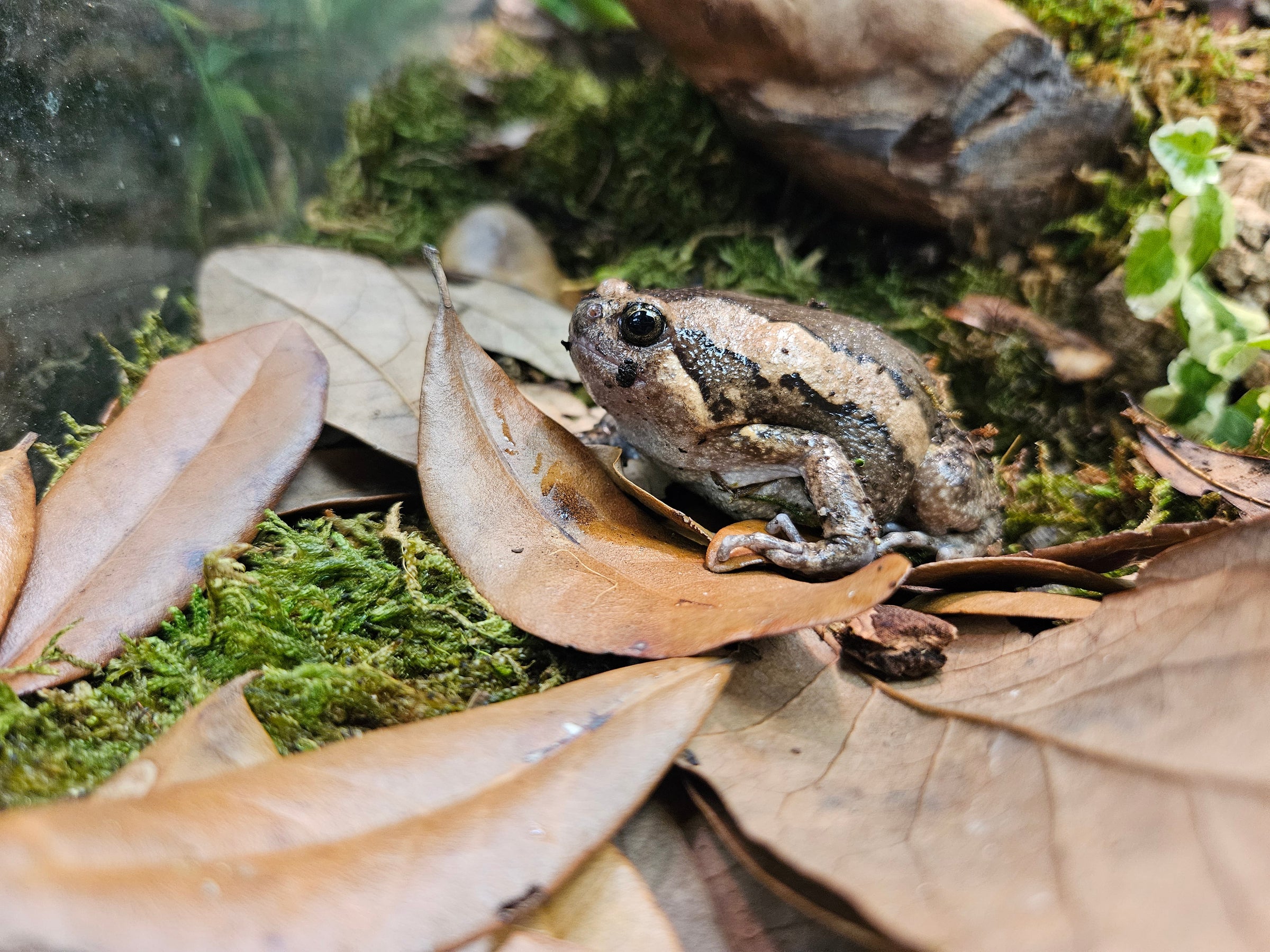 Chubby Frog | CRAZY FROG LADY L.L.C.