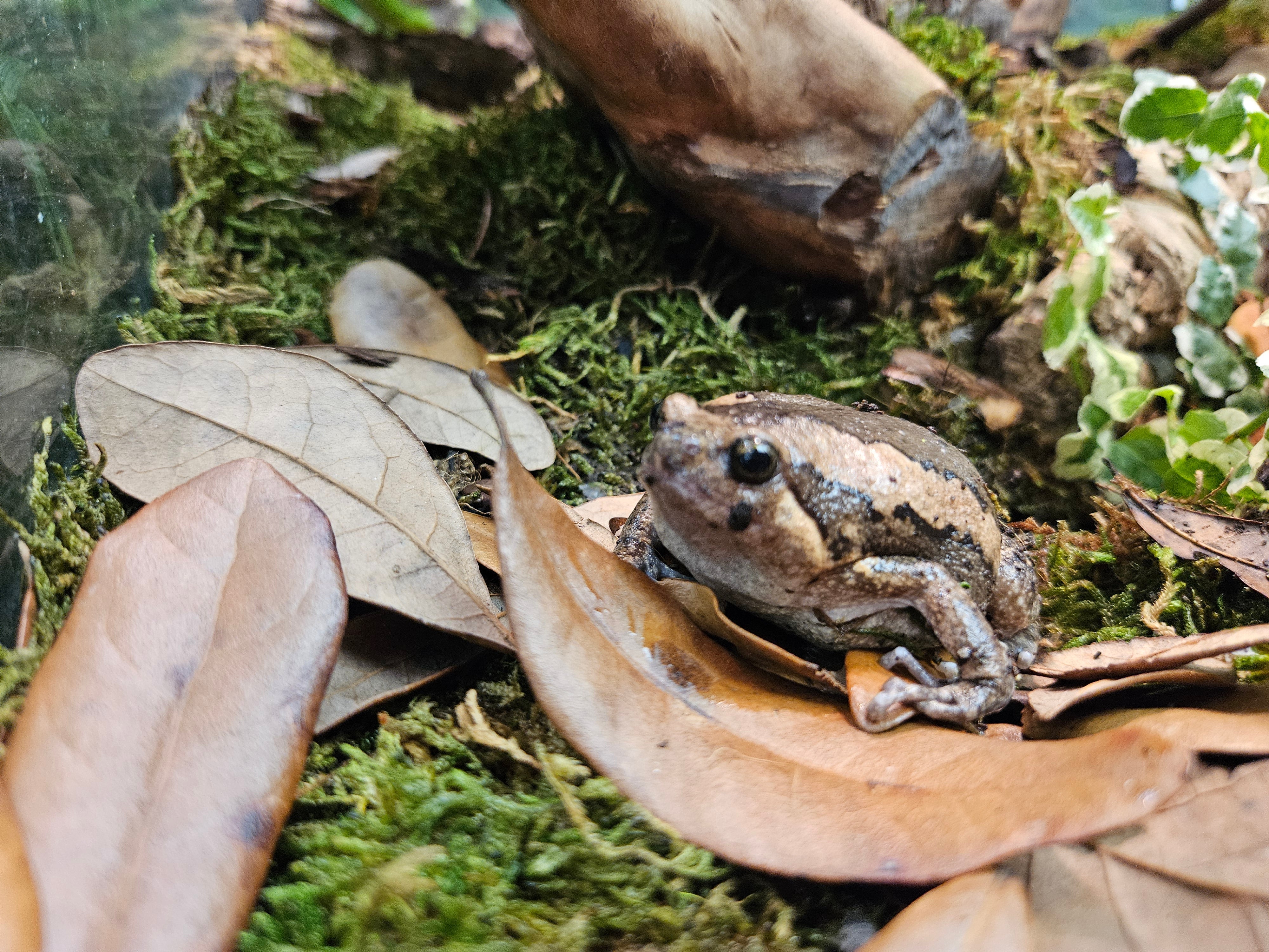 Chubby Frog | CRAZY FROG LADY L.L.C.