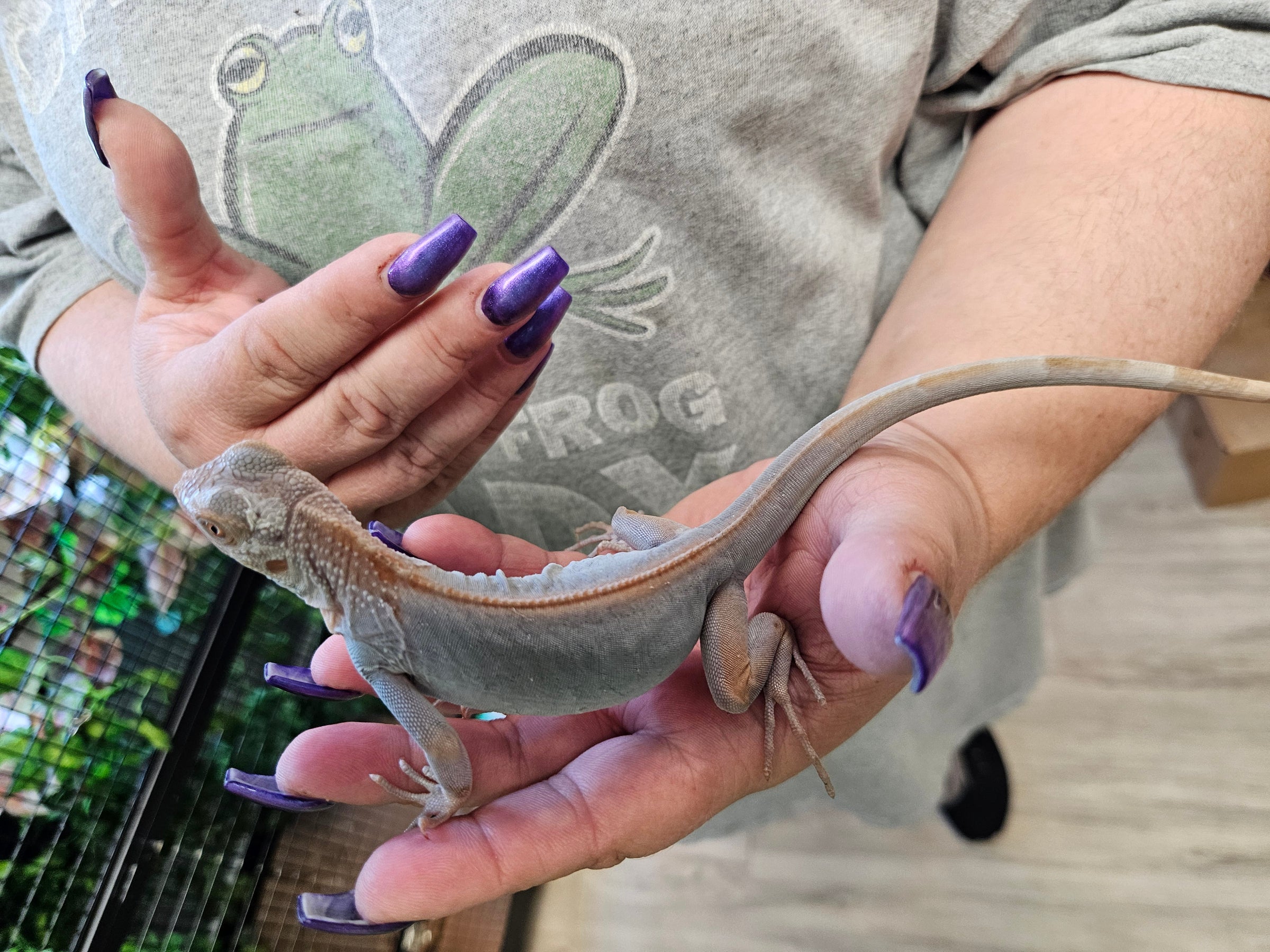 Zero (Grey) Iguana | CRAZY FROG LADY L.L.C.