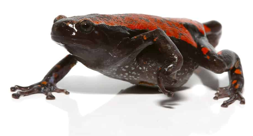 Red and Black Walking Frog | CRAZY FROG LADY L.L.C.