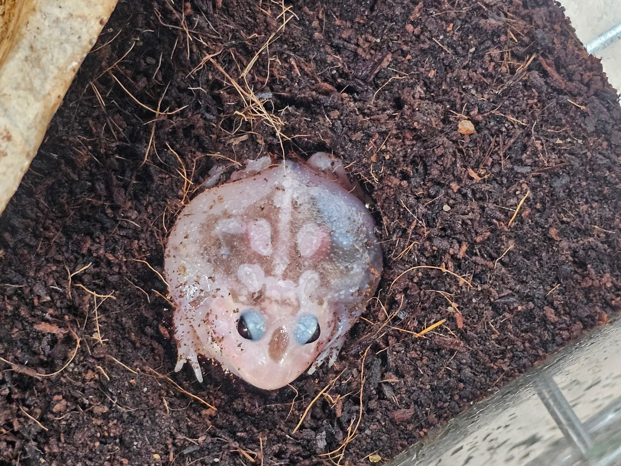 Pink Chicken Mutant Pacman Frog | CRAZY FROG LADY L.L.C.