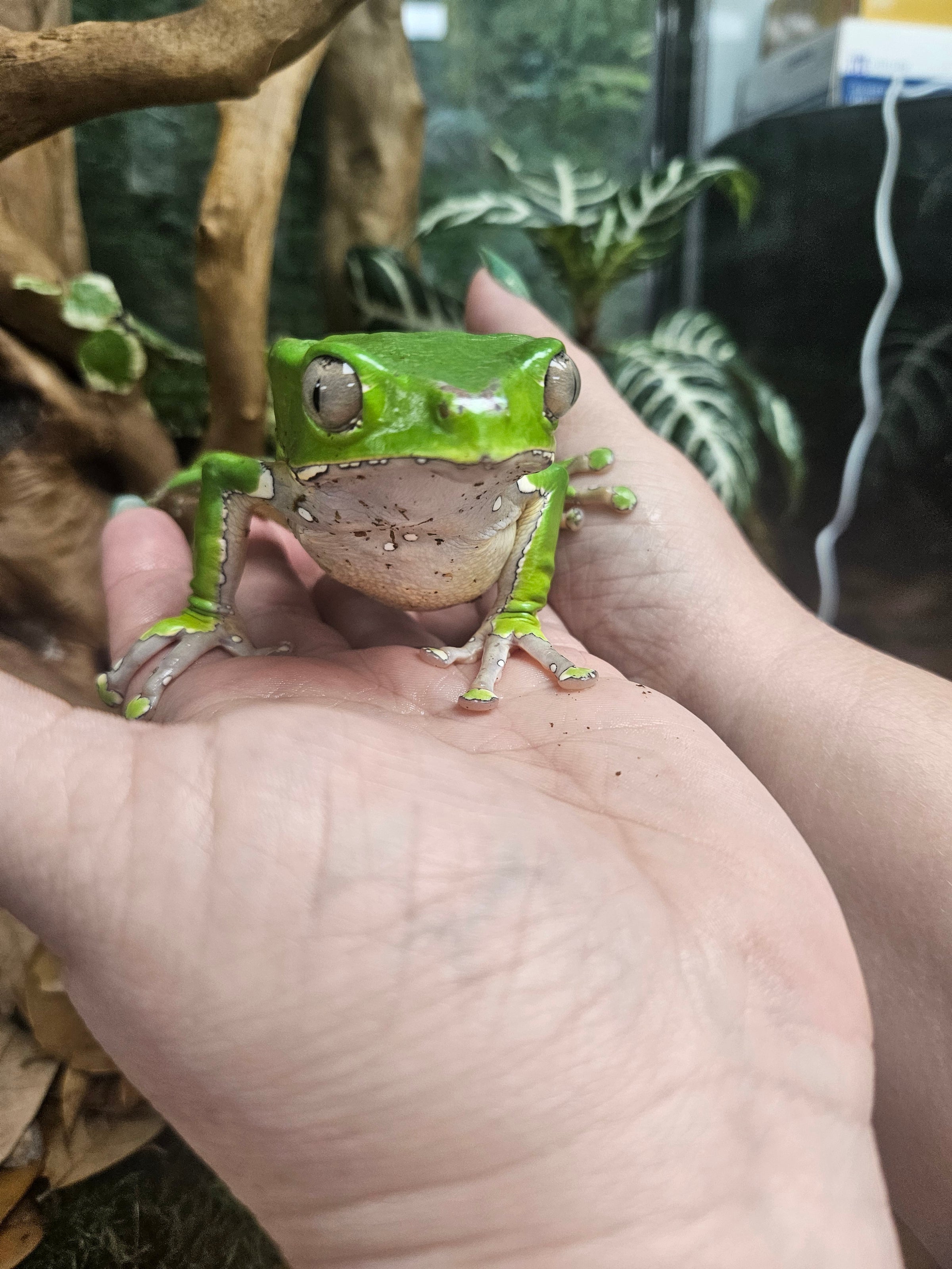 Giant Waxy Monkey Tree Frog | CRAZY FROG LADY L.L.C.
