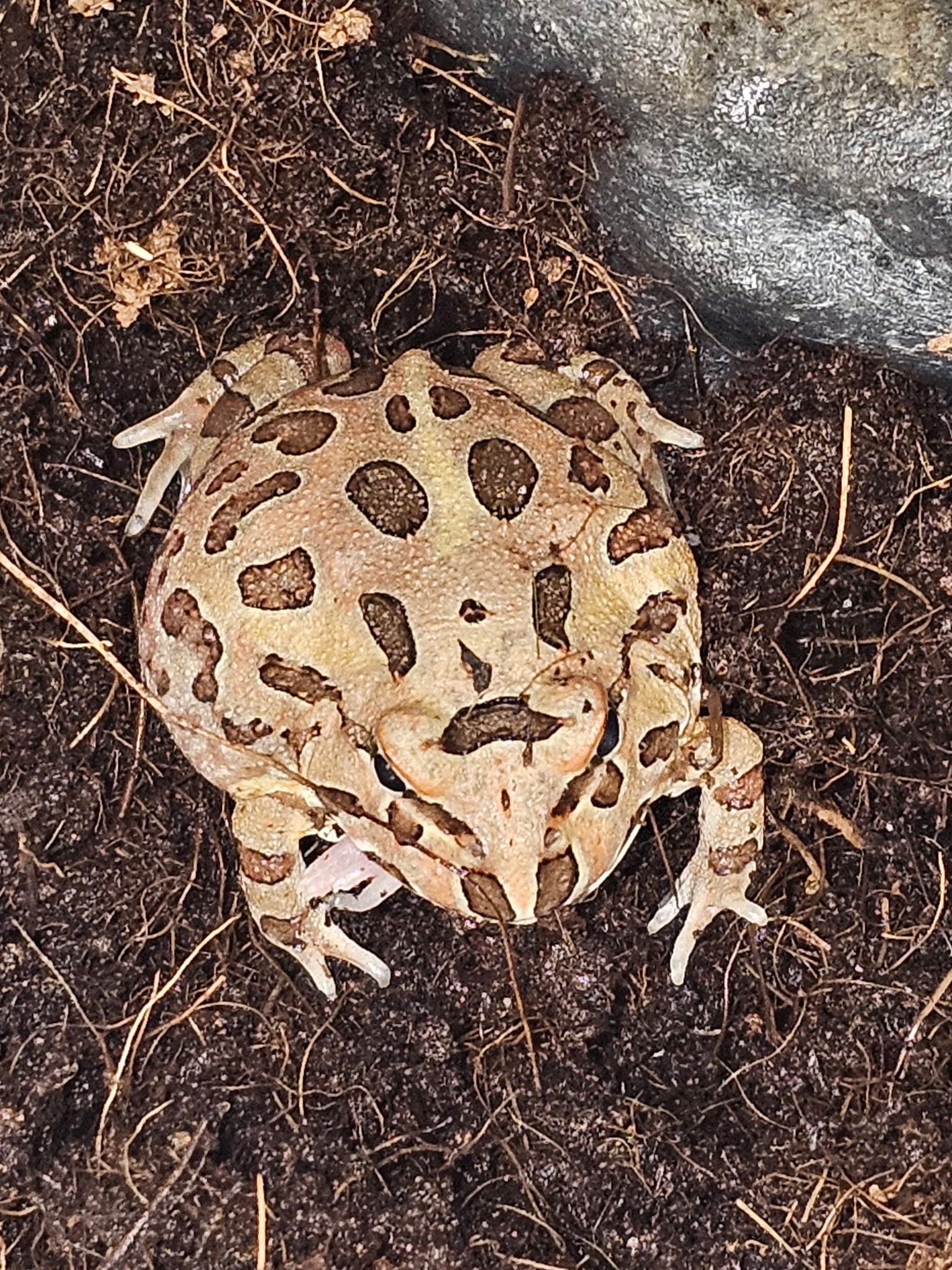 Chocolate Fantasy Pacman Frog c.b.b | CRAZY FROG LADY L.L.C.