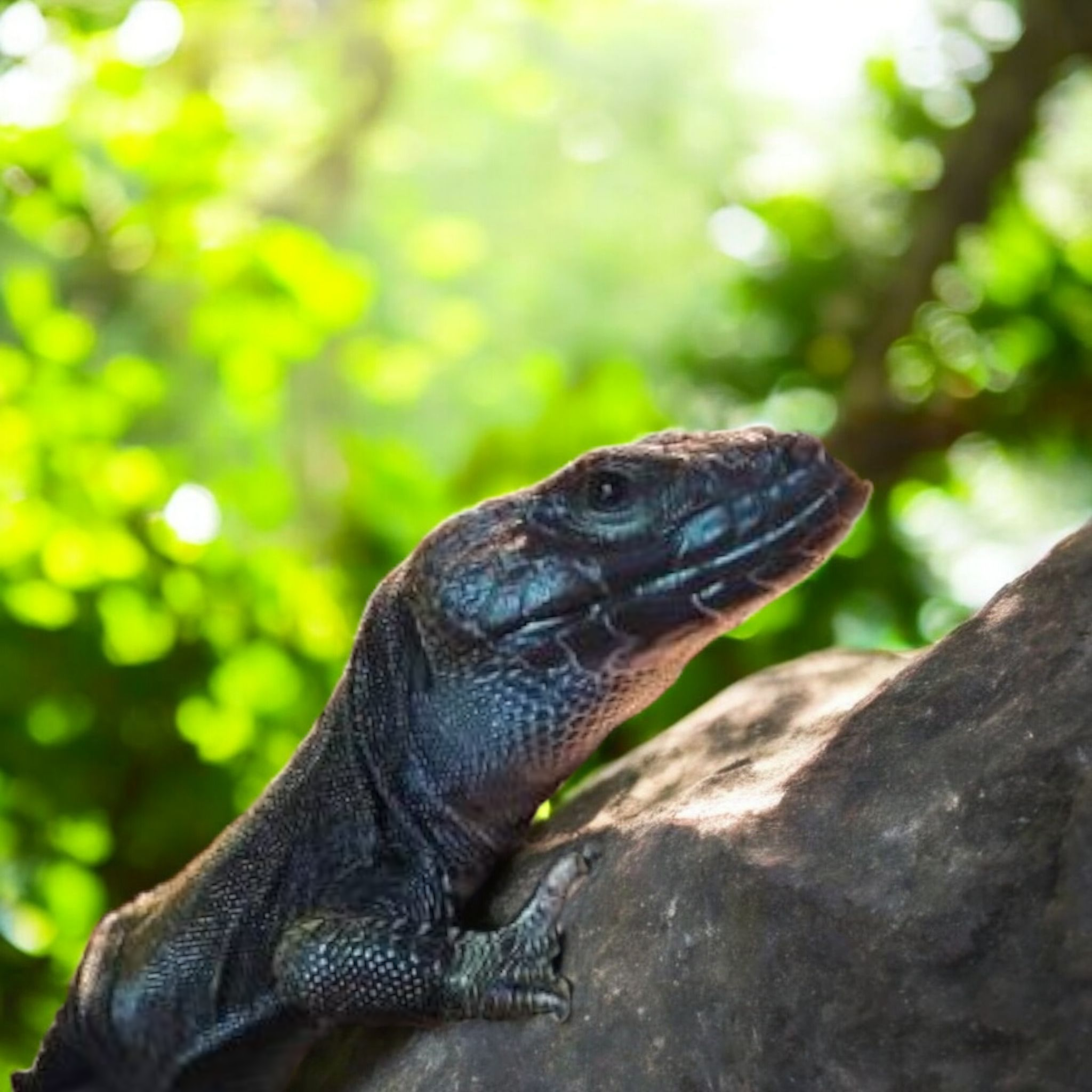 Melanistic Jeweled Lacerta (Timon Lepidus) Captive Bred | CRAZY