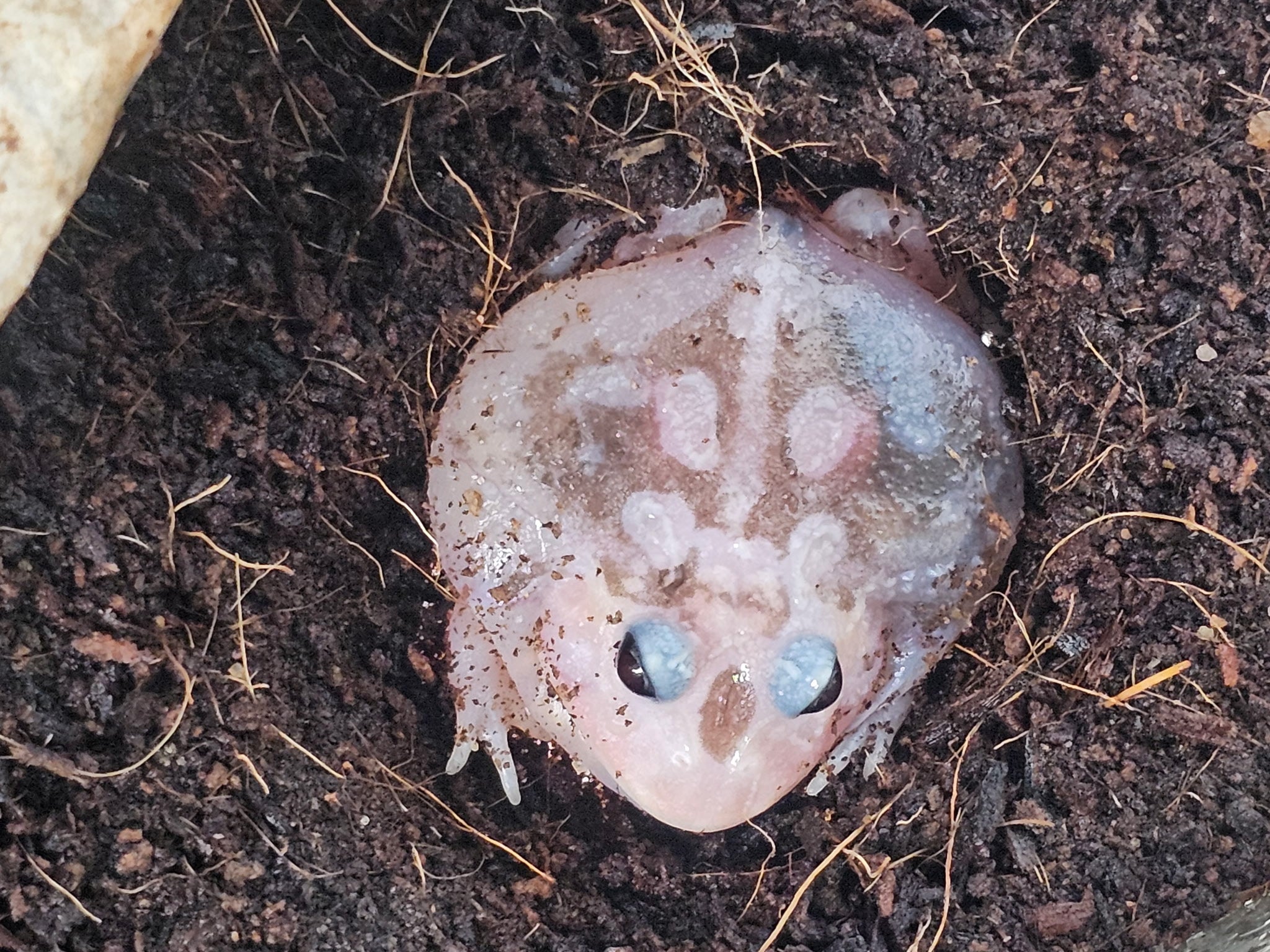 Pink Chicken Mutant Pacman Frog | CRAZY FROG LADY L.L.C.