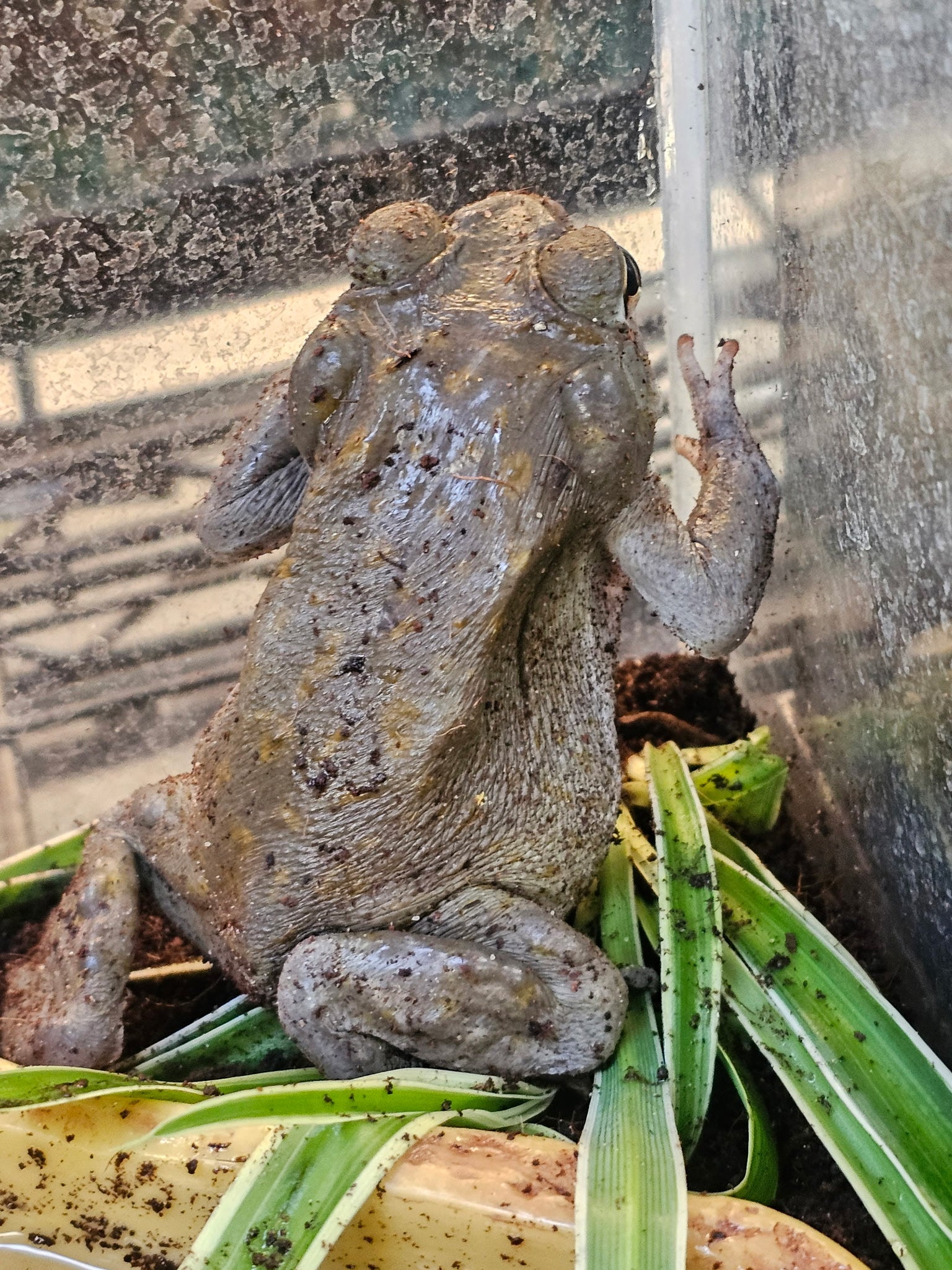 Colorado River Toad (Incilius alvarius) - MALE | CRAZY FROG LADY