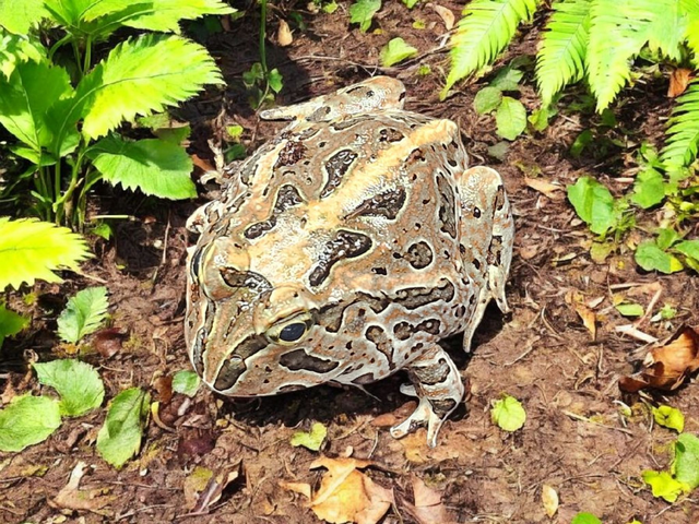 All FROGS | CRAZY FROG LADY L.L.C.
