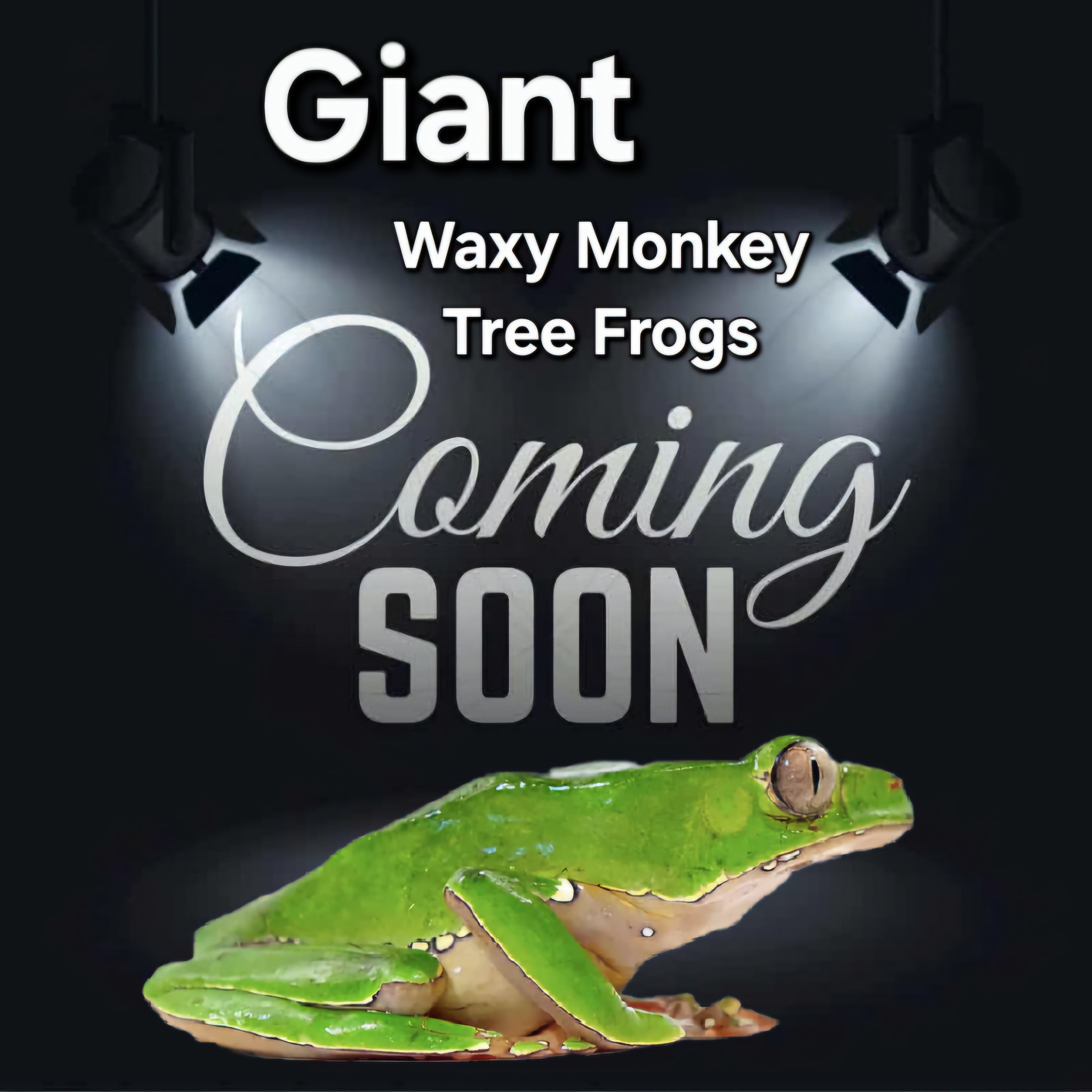 Giant Waxy Monkey Tree Frog | CRAZY FROG LADY L.L.C.