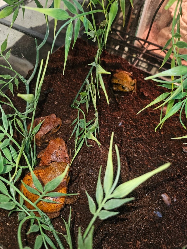 Other Frogs | CRAZY FROG LADY L.L.C.