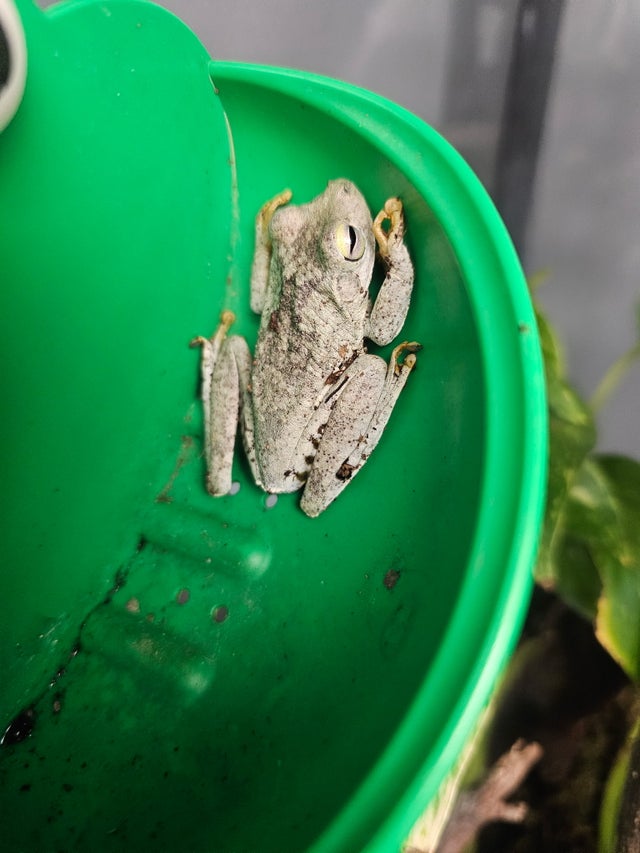 Tree Frogs | CRAZY FROG LADY L.L.C.