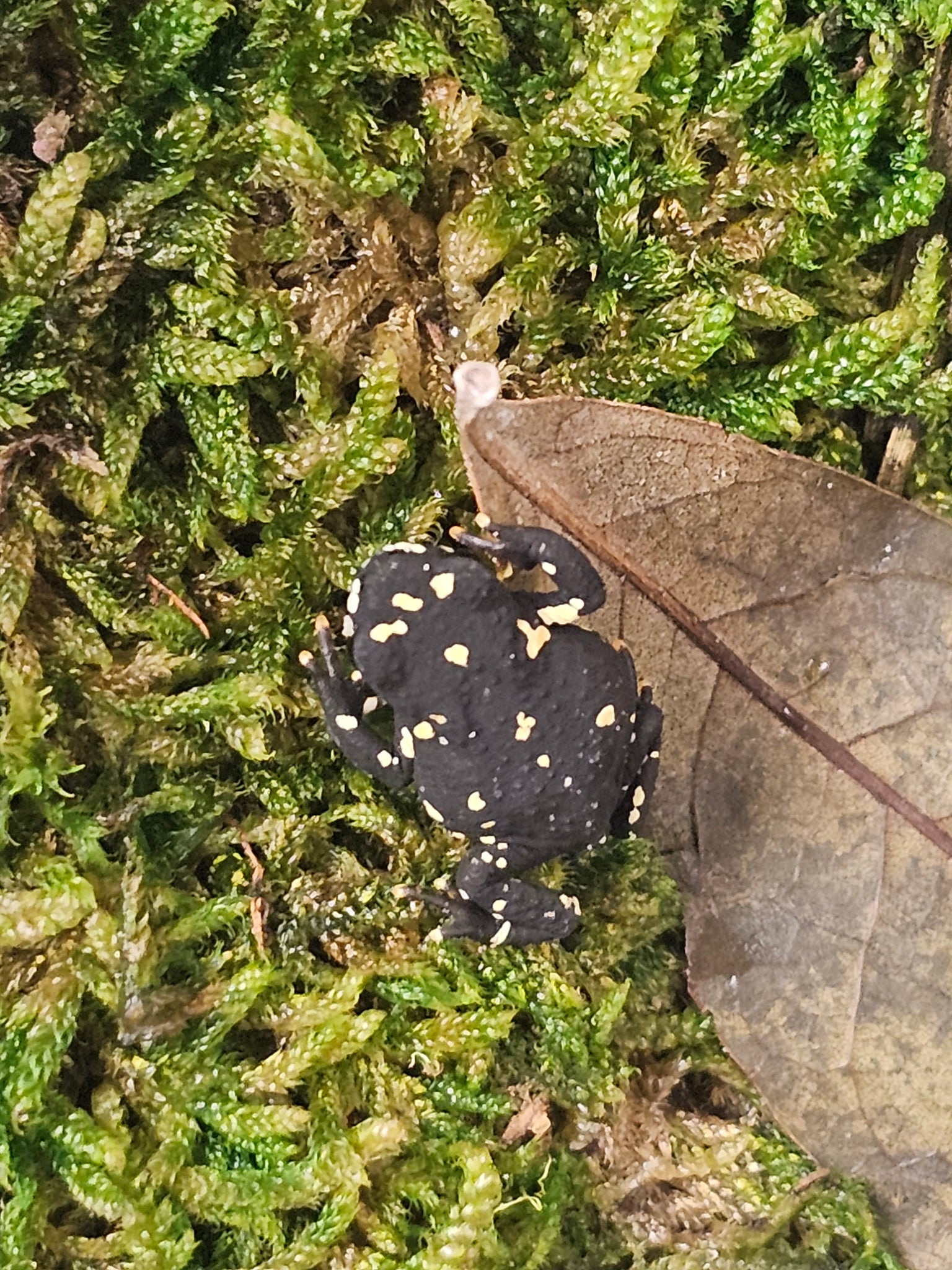 Bumblebee Walking Toad Captive Bred | CRAZY FROG LADY L.L.C.