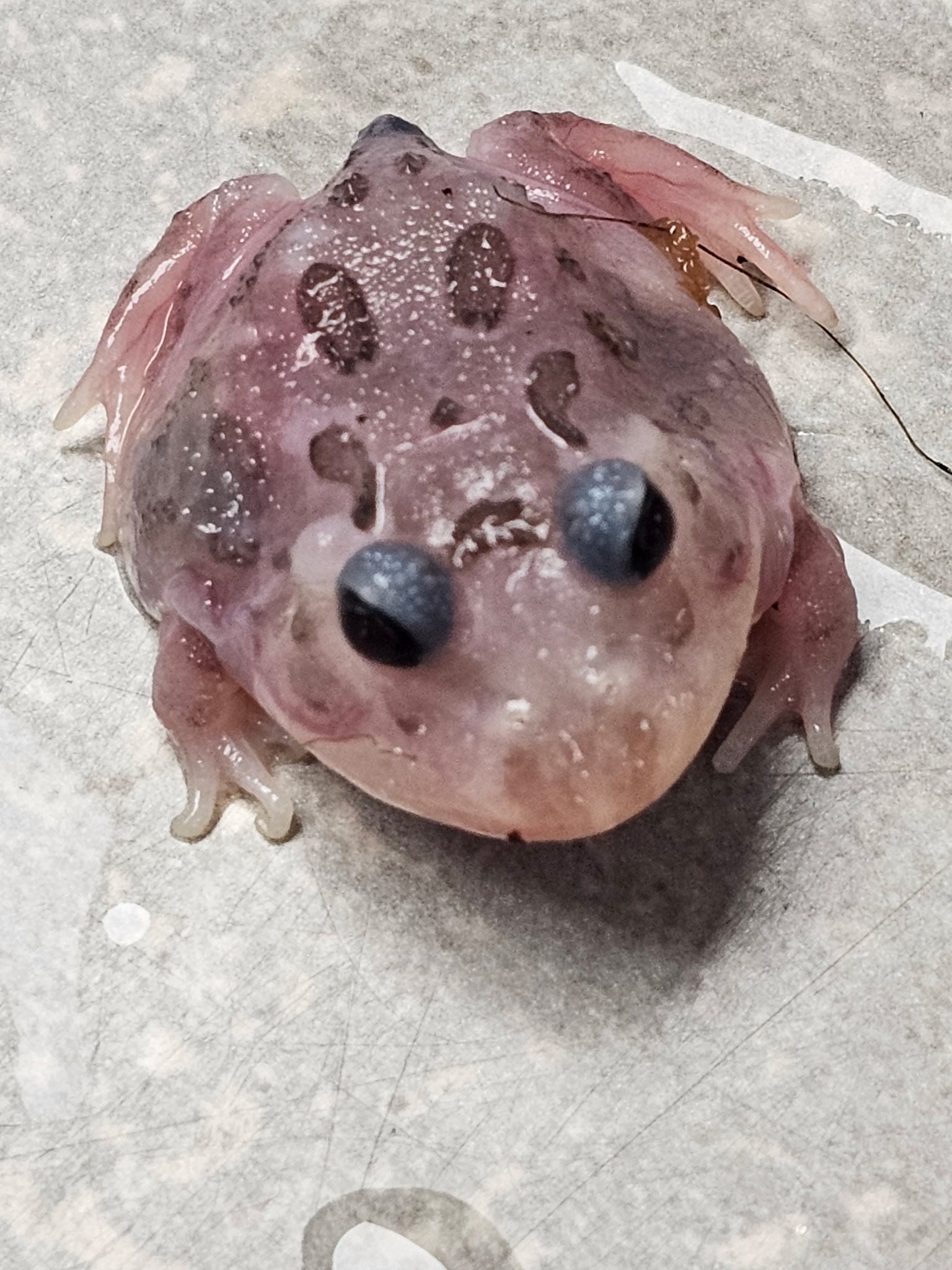 Pink Chicken Mutant Pacman Frog | CRAZY FROG LADY L.L.C.