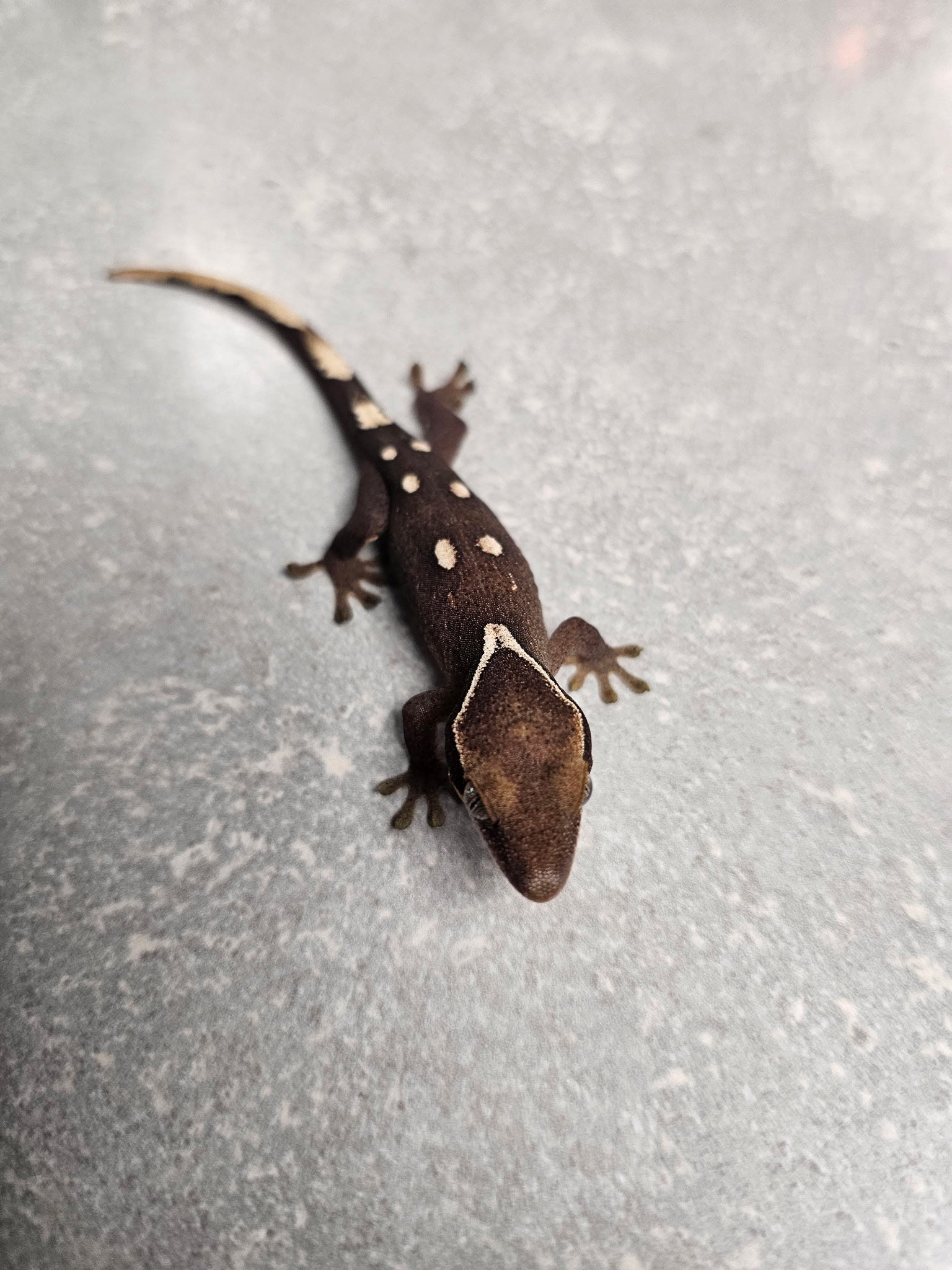 Melanistic Jeweled Lacerta (Timon Lepidus) Captive Bred | CRAZY 
