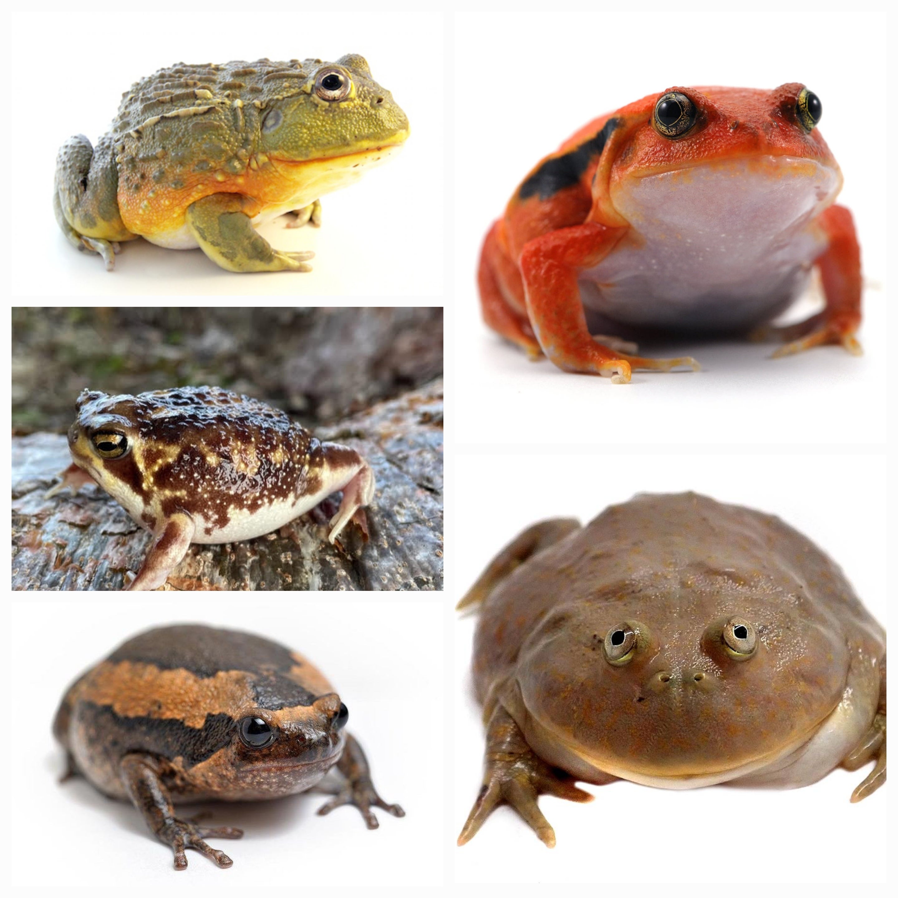 FROGS 2013年版 Other Frogs | CRAZY FROG LADY L.L.C.