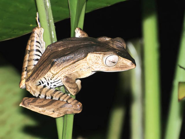 Tree Frogs | CRAZY FROG LADY L.L.C.