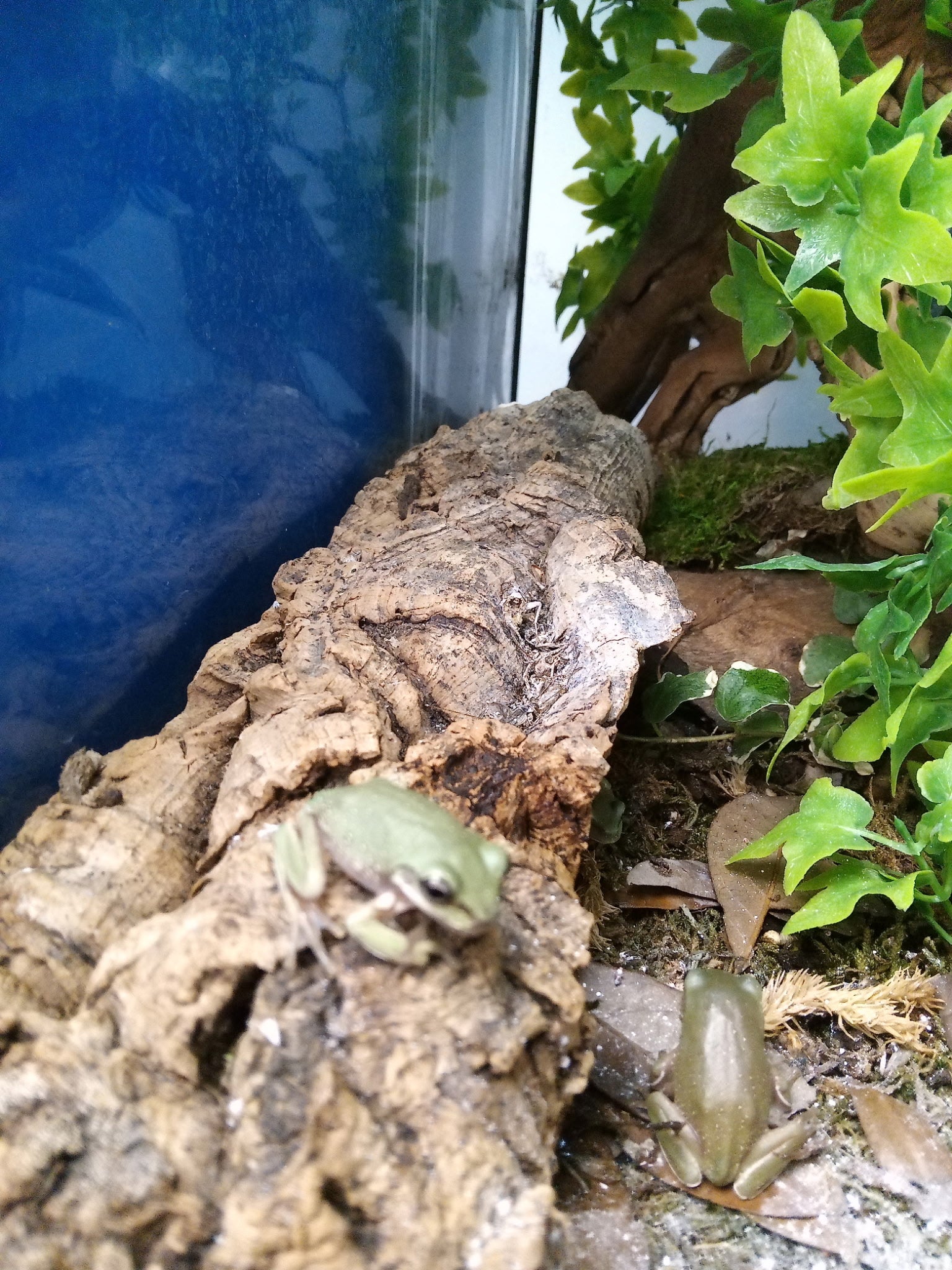 whites-tree-frog-crazy-frog-lady-l-l-c