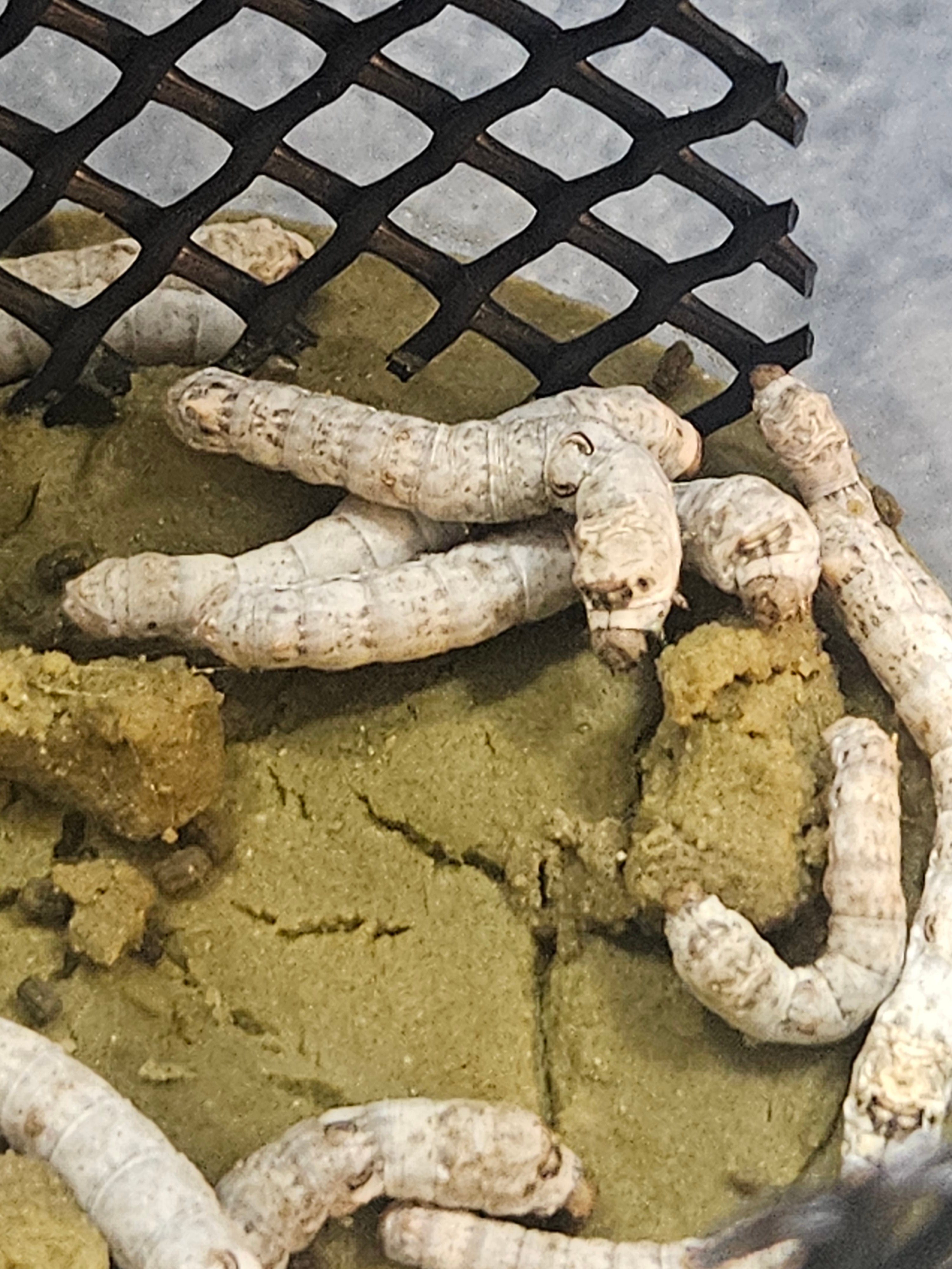 Live Silkworm for Reptile and Amphibian Food | CRAZY FROG LADY L.L.C.