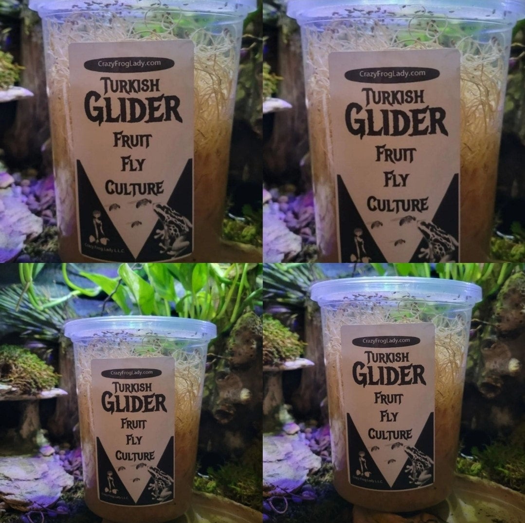 thumbnail image 2 of Golden Hydei Fruit Fly Cultures - 2 Pack + 2 Bonus Cultures (Total 4) By Crazy Frog Lady 2 of 5