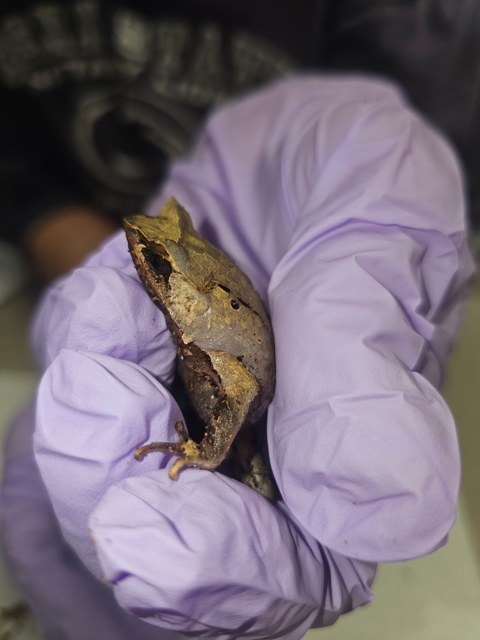Javan Horned Frog | CRAZY FROG LADY L.L.C.