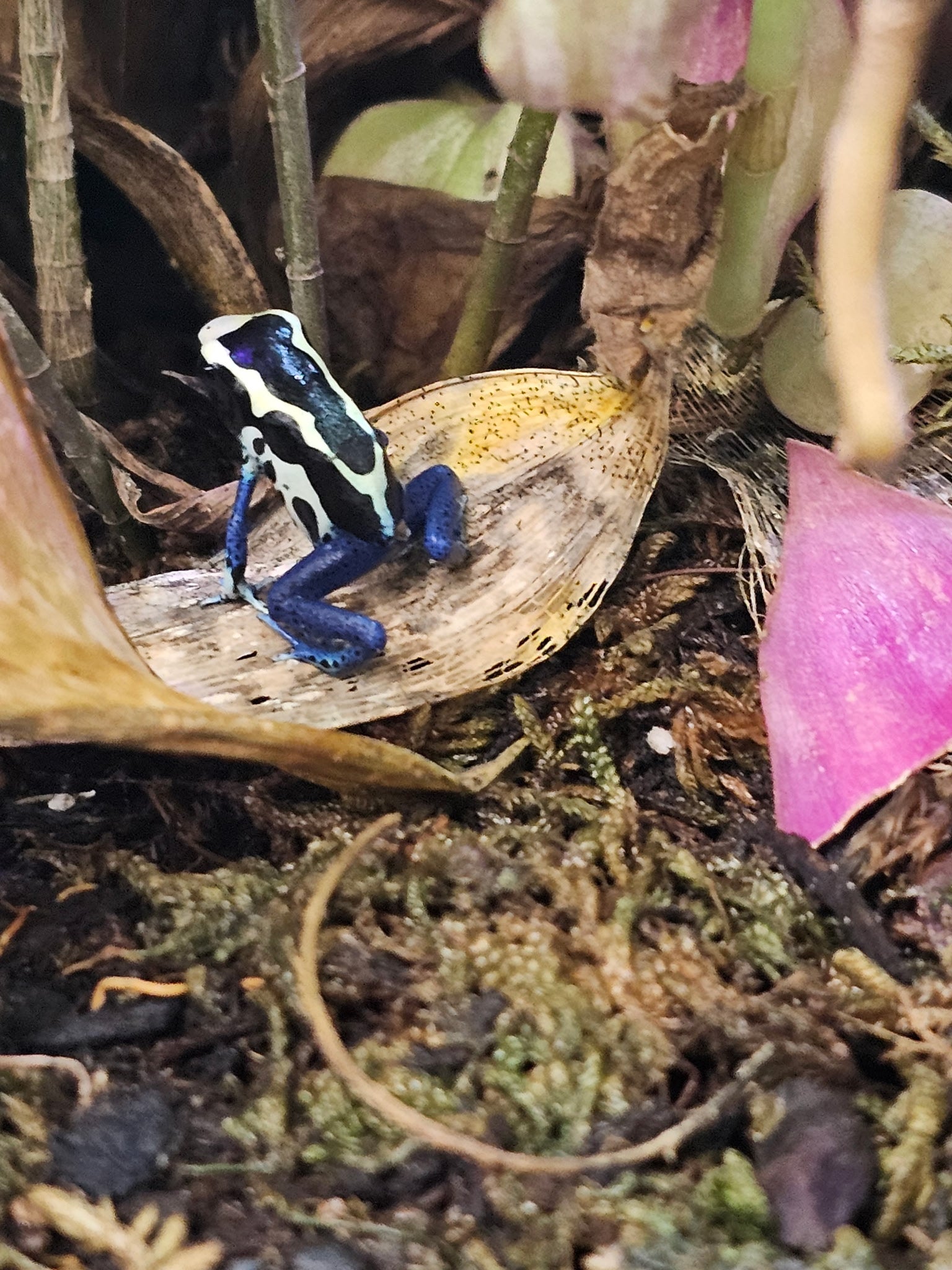 Oyapock Tinctorius Dart Frog | CRAZY FROG LADY L.L.C.