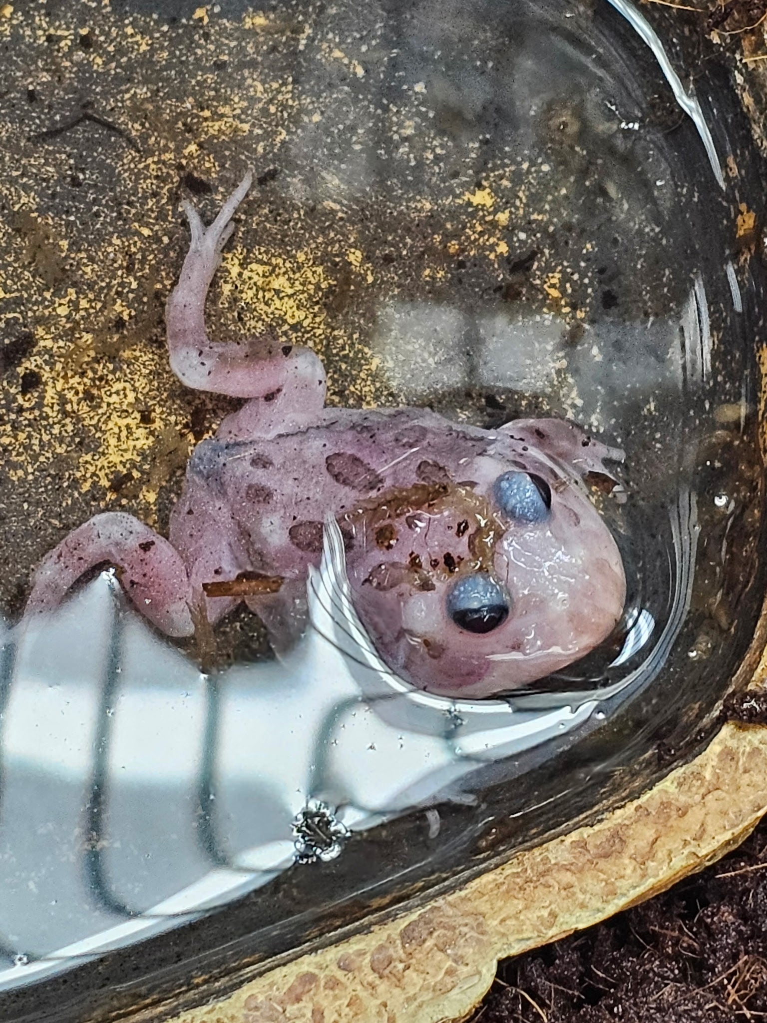 Pink Chicken Mutant Pacman Frog | CRAZY FROG LADY L.L.C.