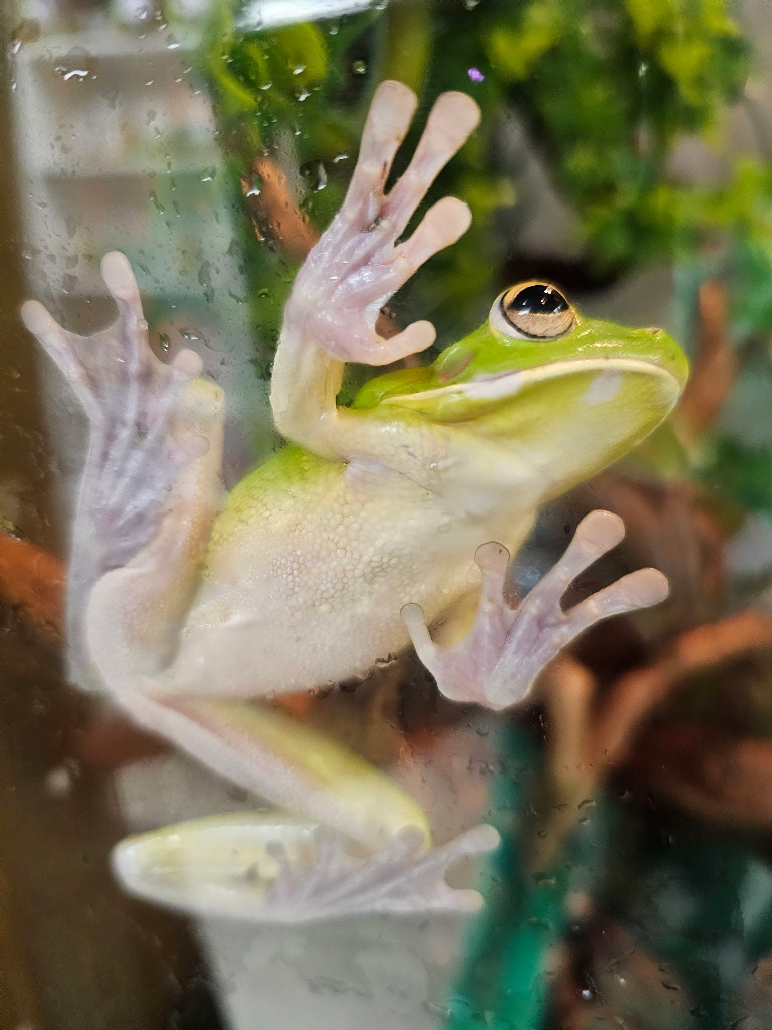 All Amphibians, Reptiles & More | CRAZY FROG LADY L.L.C.