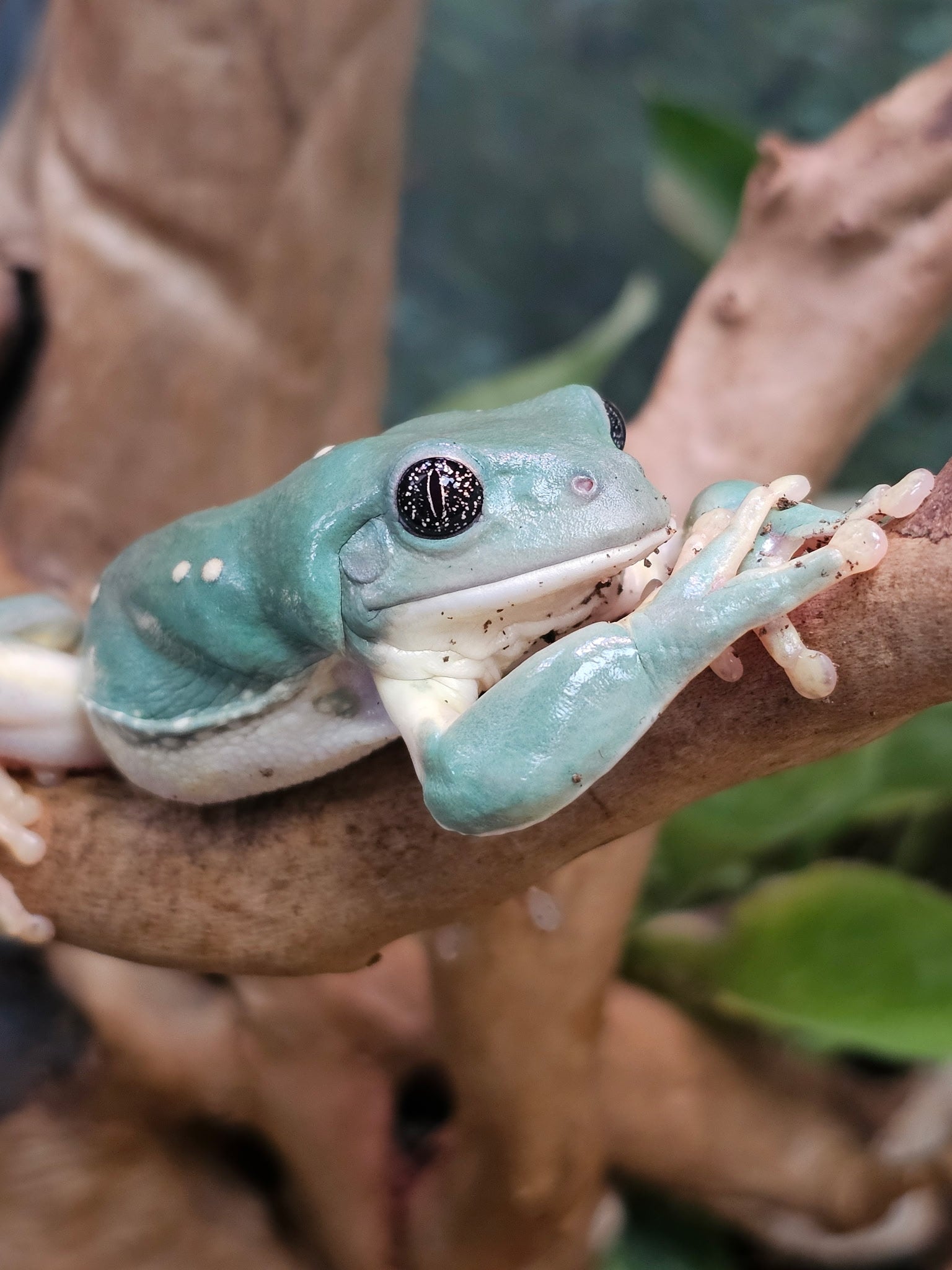 All Amphibians, Reptiles & More | CRAZY FROG LADY L.L.C.