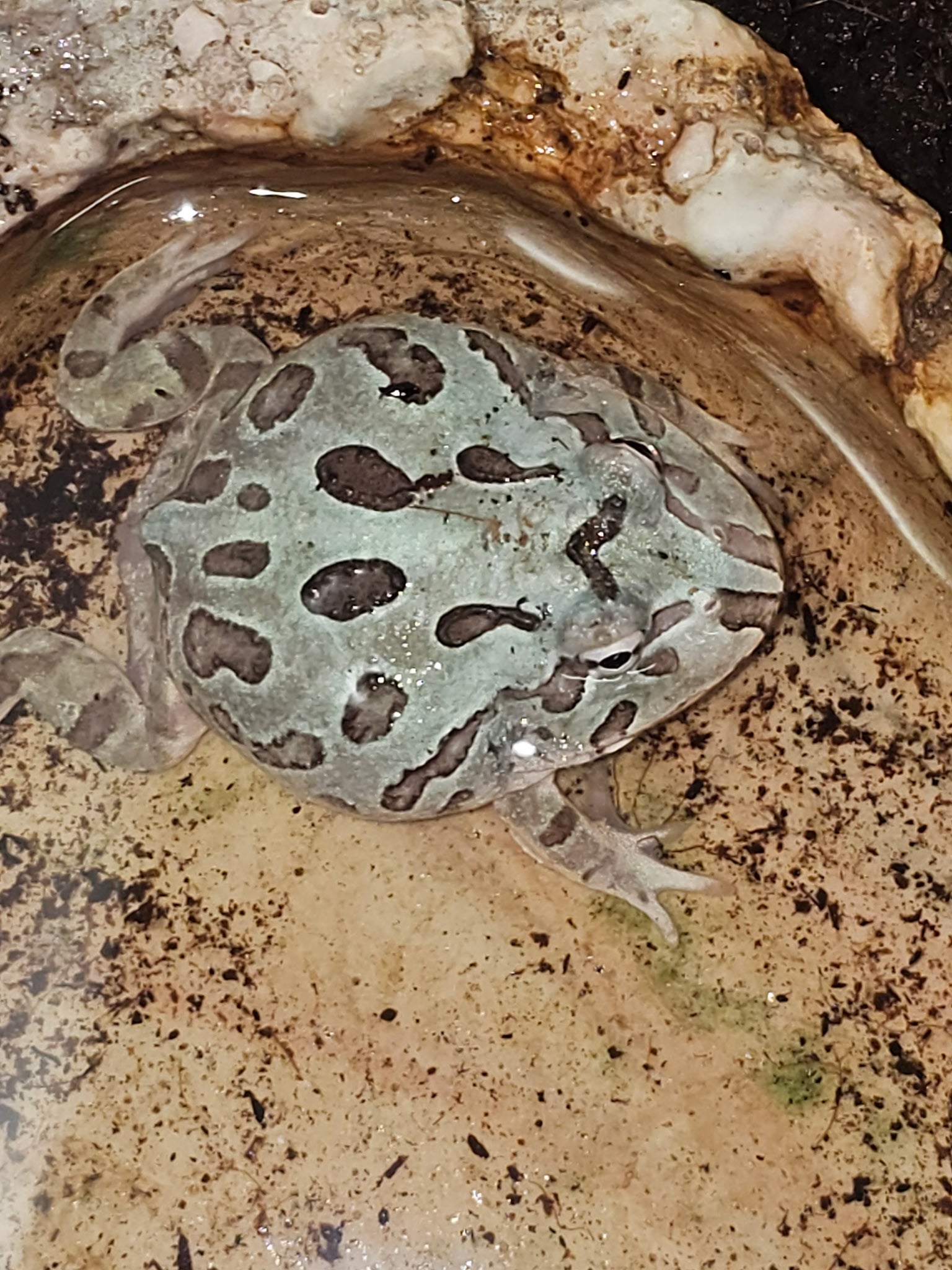 Blue Metal Mutant Pacman Frog | CRAZY FROG LADY L.L.C.