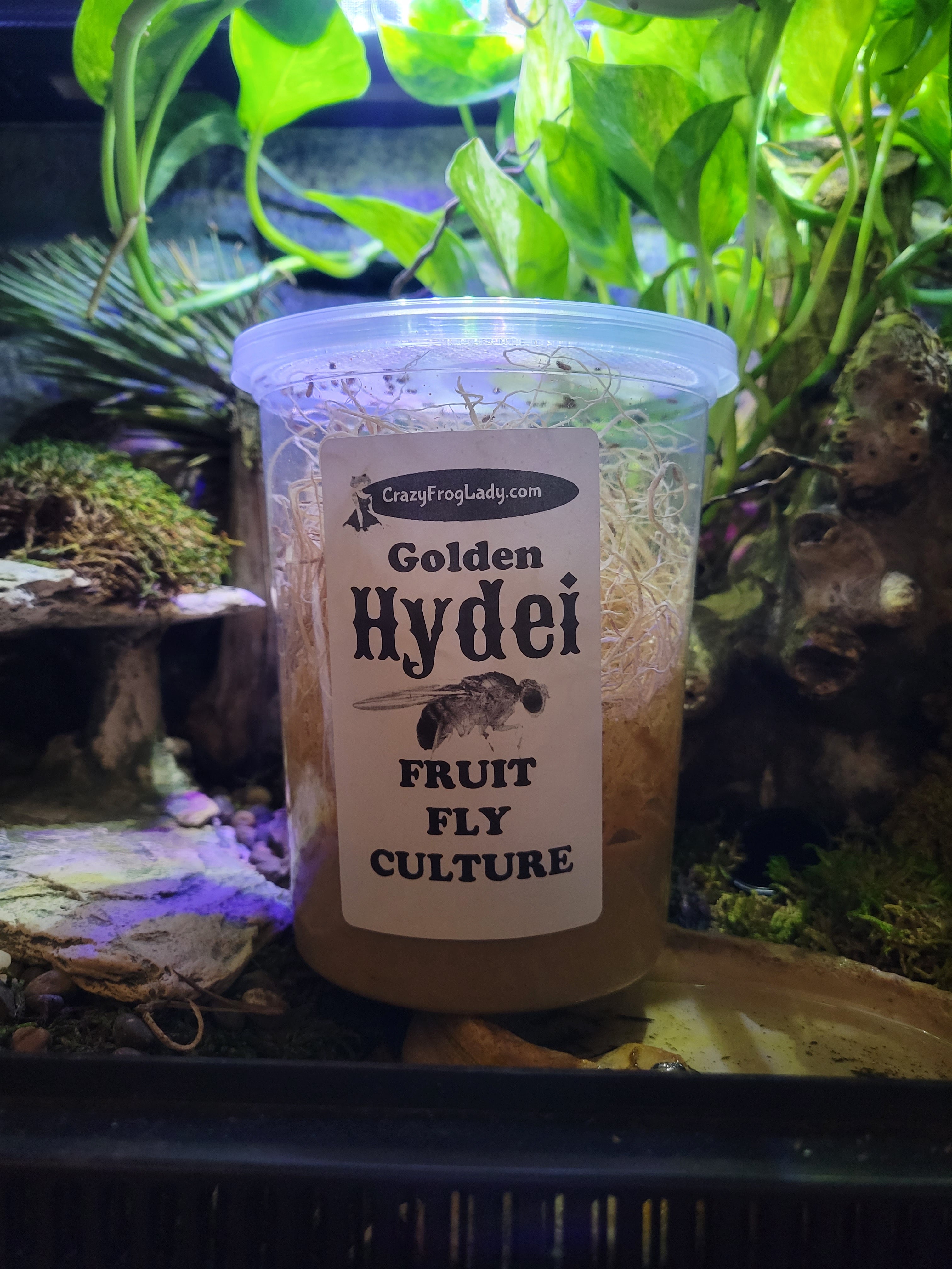 Dart Frog Connection - Hydei Fruit Fly Kit- 20 Pack